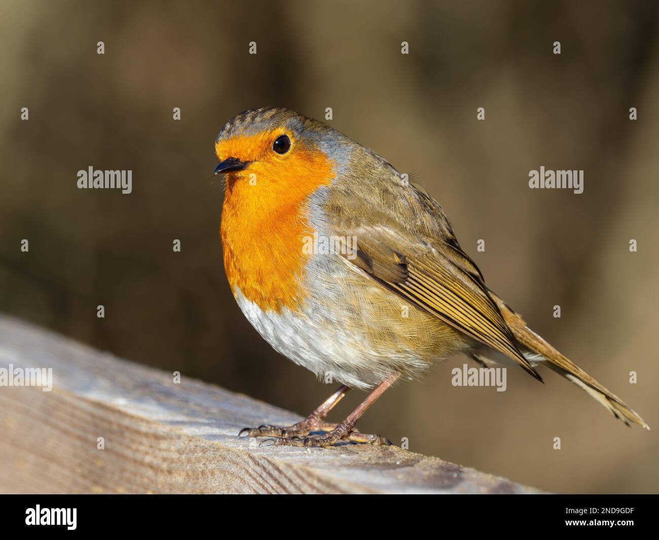 Un robin europeo, Erithacus rubecula, conosciuto semplicemente come il robin o il pettirosso, che si aggirano su un palo da recinto. Foto Stock
