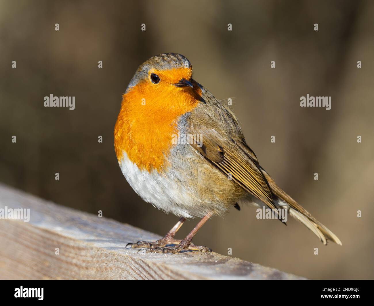 Un robin europeo, Erithacus rubecula, conosciuto semplicemente come il robin o il pettirosso, che si aggirano su un palo da recinto. Foto Stock