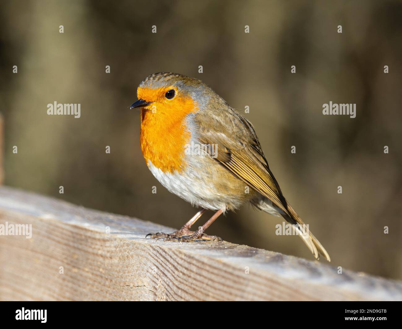 Un robin europeo, Erithacus rubecula, conosciuto semplicemente come il robin o il pettirosso, che si aggirano su un palo da recinto. Foto Stock