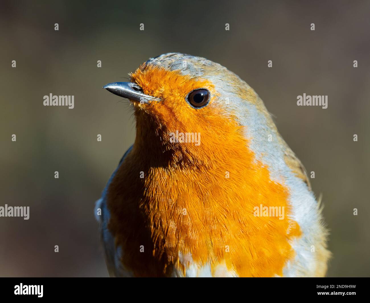 Un primo piano del capo di un ladino europeo, Erithacus rubecula, noto semplicemente come ladino o pettirosso. Foto Stock