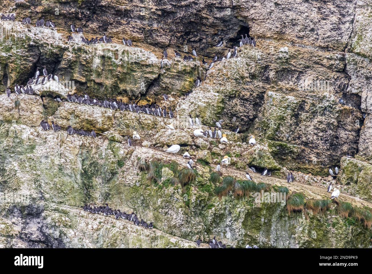Colonia di uccelli marini vicino a flamborough sulla costa dello Yorkshire Foto Stock