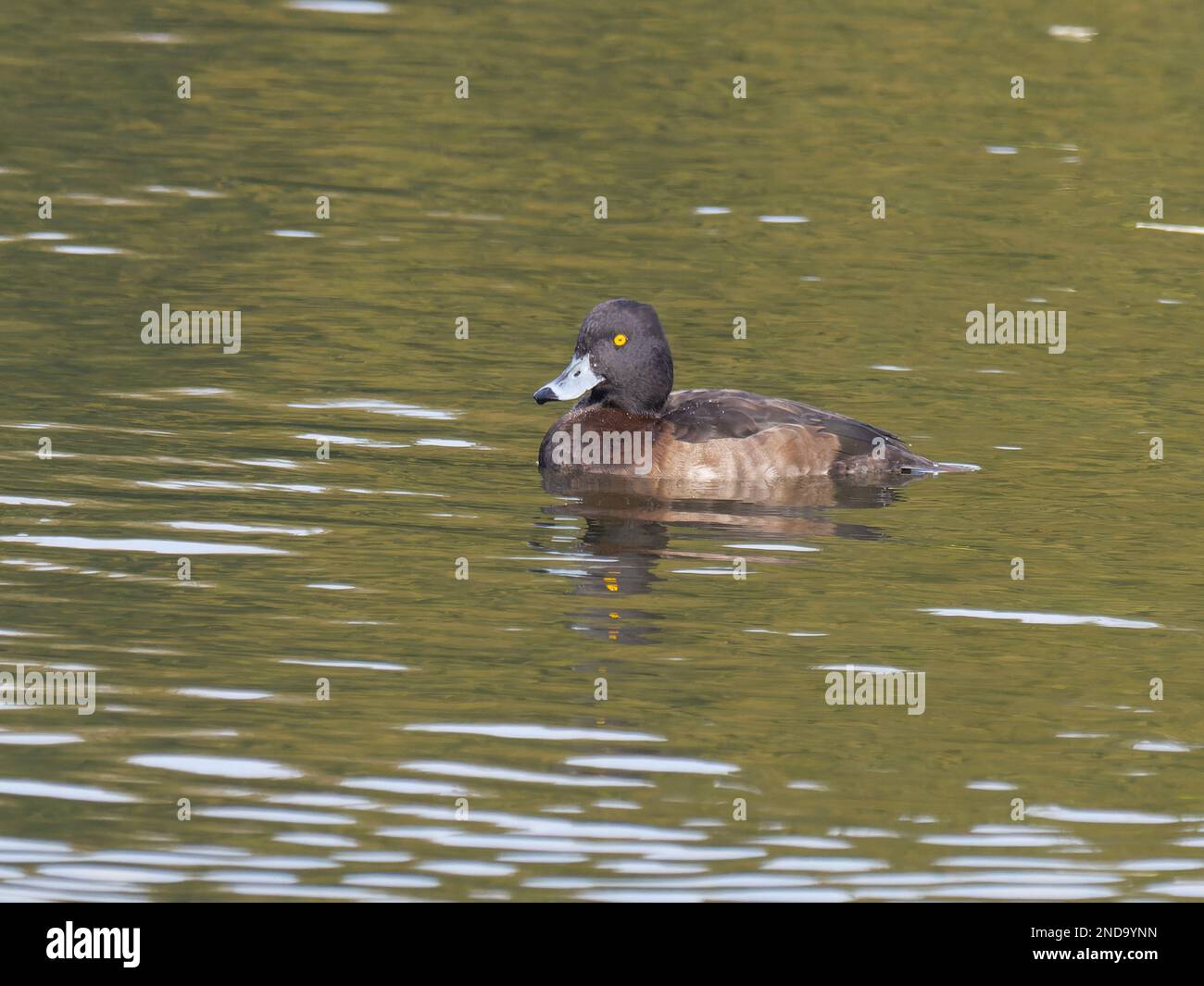 Un'anatra femmina tufted conosciuta anche come pochard tufted, Aythya fuligula, che nuota su un lago. Foto Stock