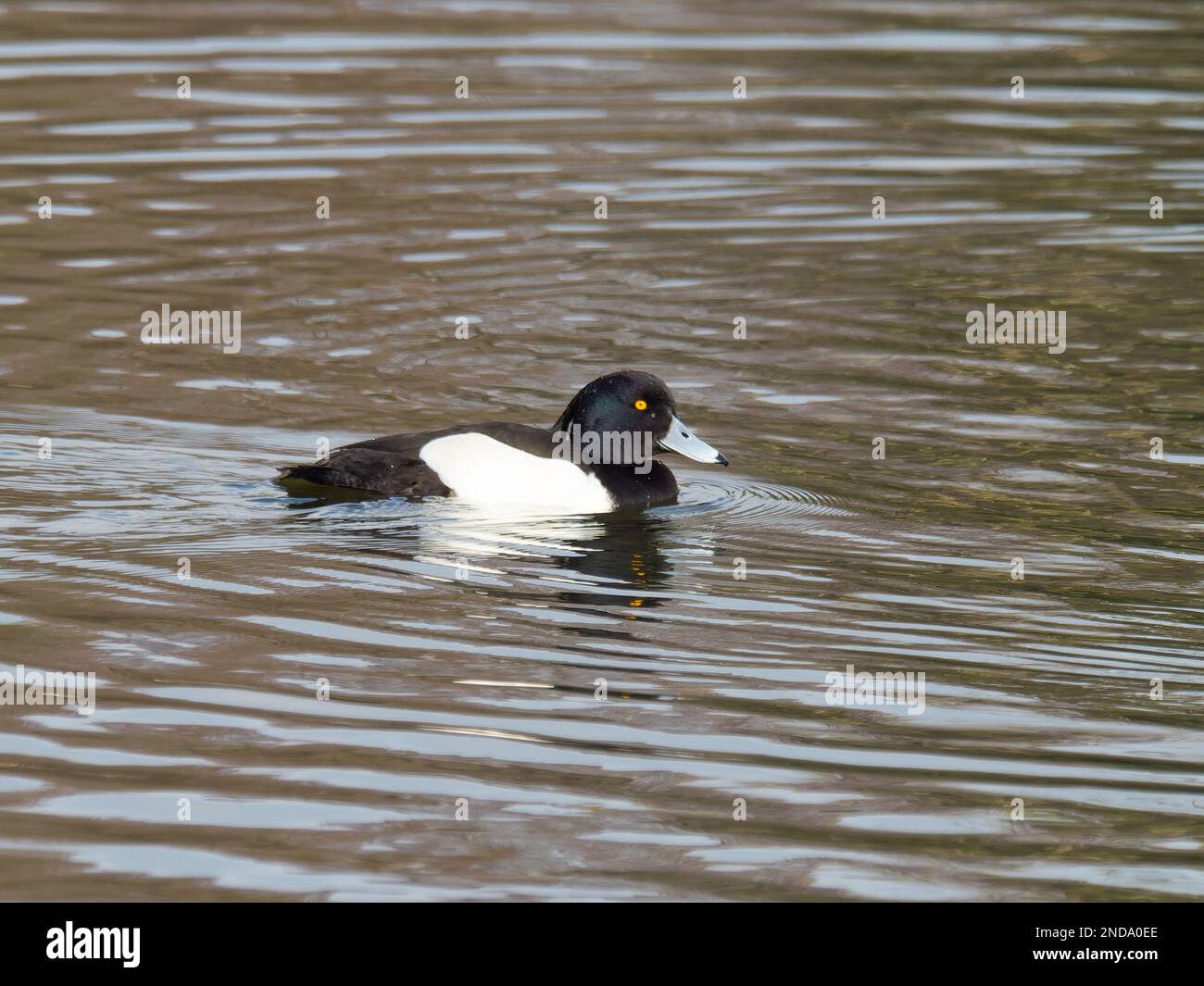 Un'anatra maschio tufted conosciuta anche come pochard tufted, Aythya fuligula, che nuota su un lago. Foto Stock