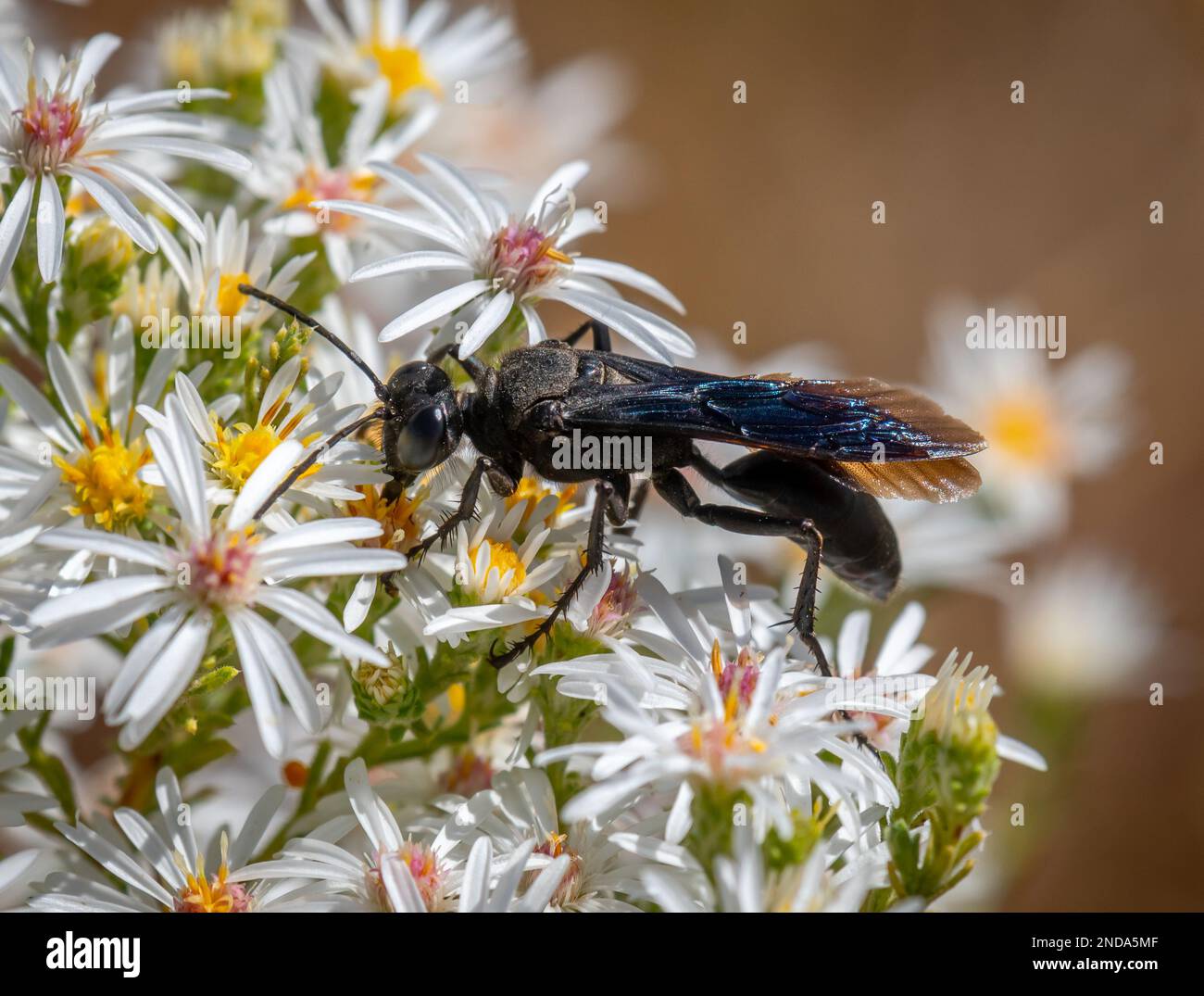 Un grande Wasp Digger nero aiuta nell'impollinazione mentre vola da un'astra all'altra. Foto Stock