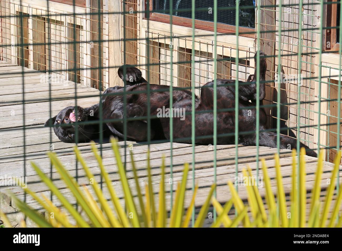'mayaa', Black Jaguar (Panthera onca), Big Cat Sanctuary, Headcorn Road, Smarten, Ashford, Kent, Inghilterra, Gran Bretagna, Regno Unito, Europa Foto Stock