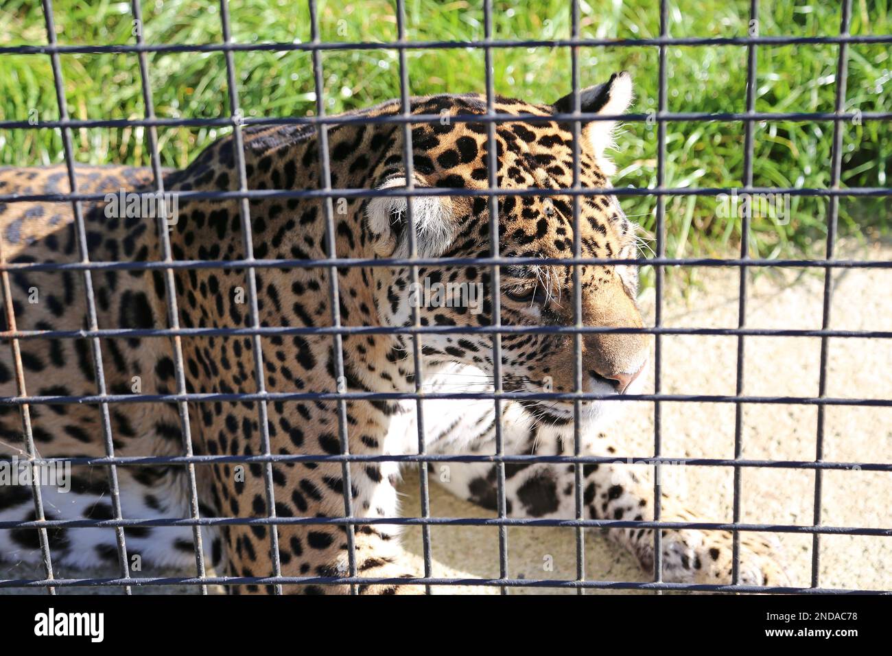 'Keira', Jaguar (Panthera onca), Big Cat Sanctuary, Headcorn Road, Smarden, Ashford, Kent, Inghilterra, Gran Bretagna, Regno Unito, Europa Foto Stock