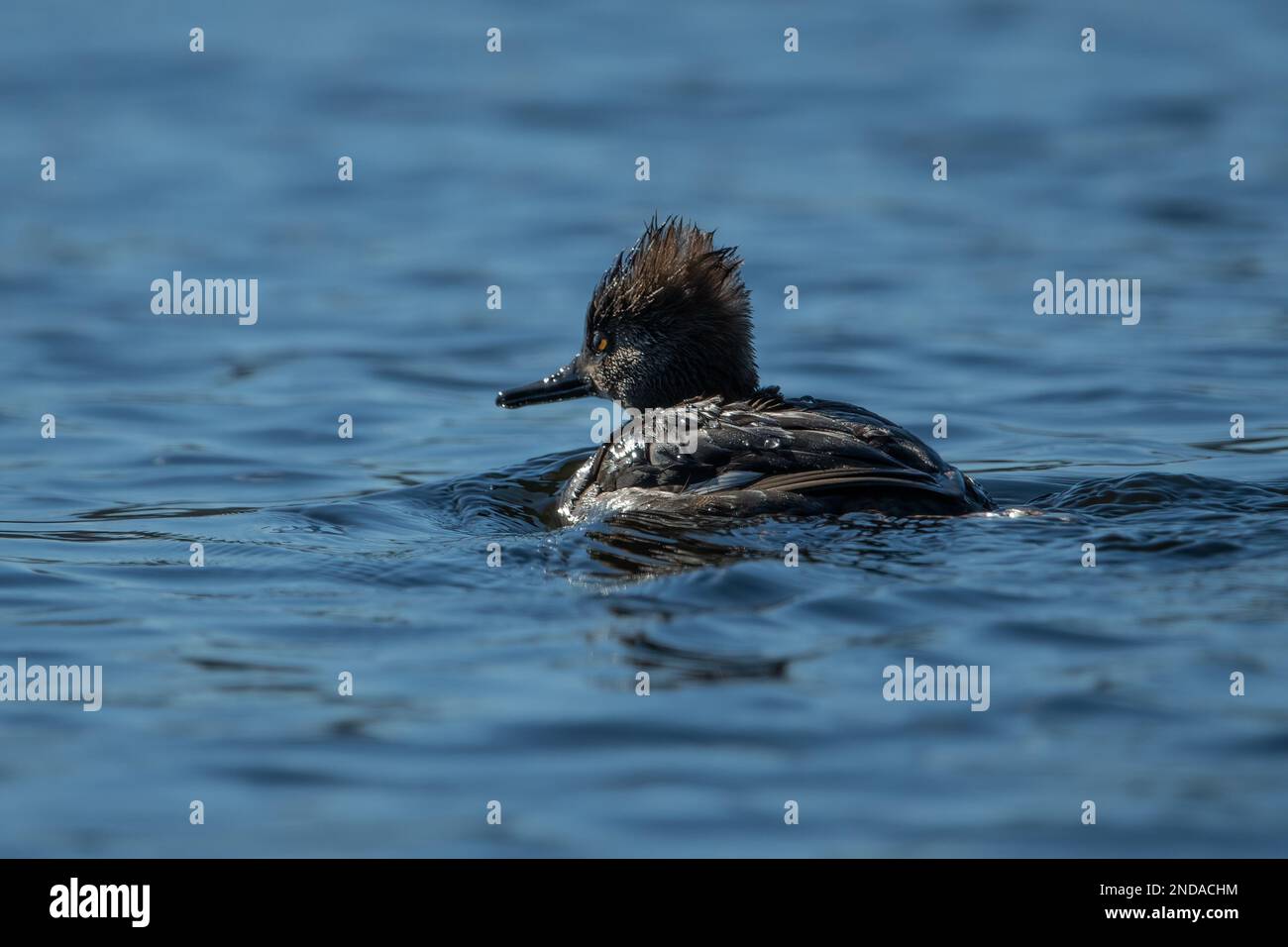 Una donna con cappuccio che nuota lontano dalla fotocamera. Foto Stock