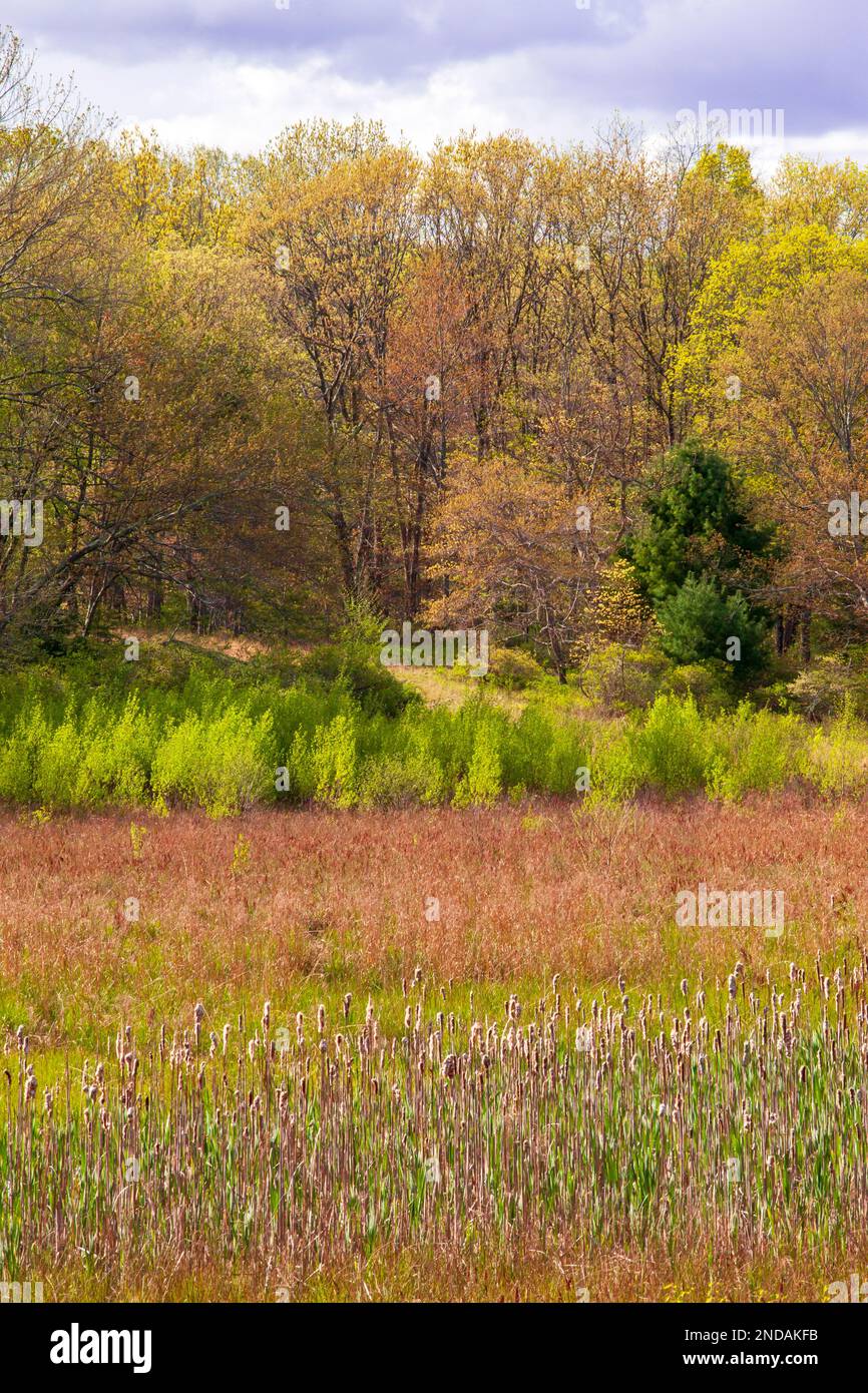 Una palude di acqua freashwater nell'ex lago di Sunset Lake lungo Mill Creek in Delaware Water Gap National TwreRecreation, Area, Pennsylvania Foto Stock