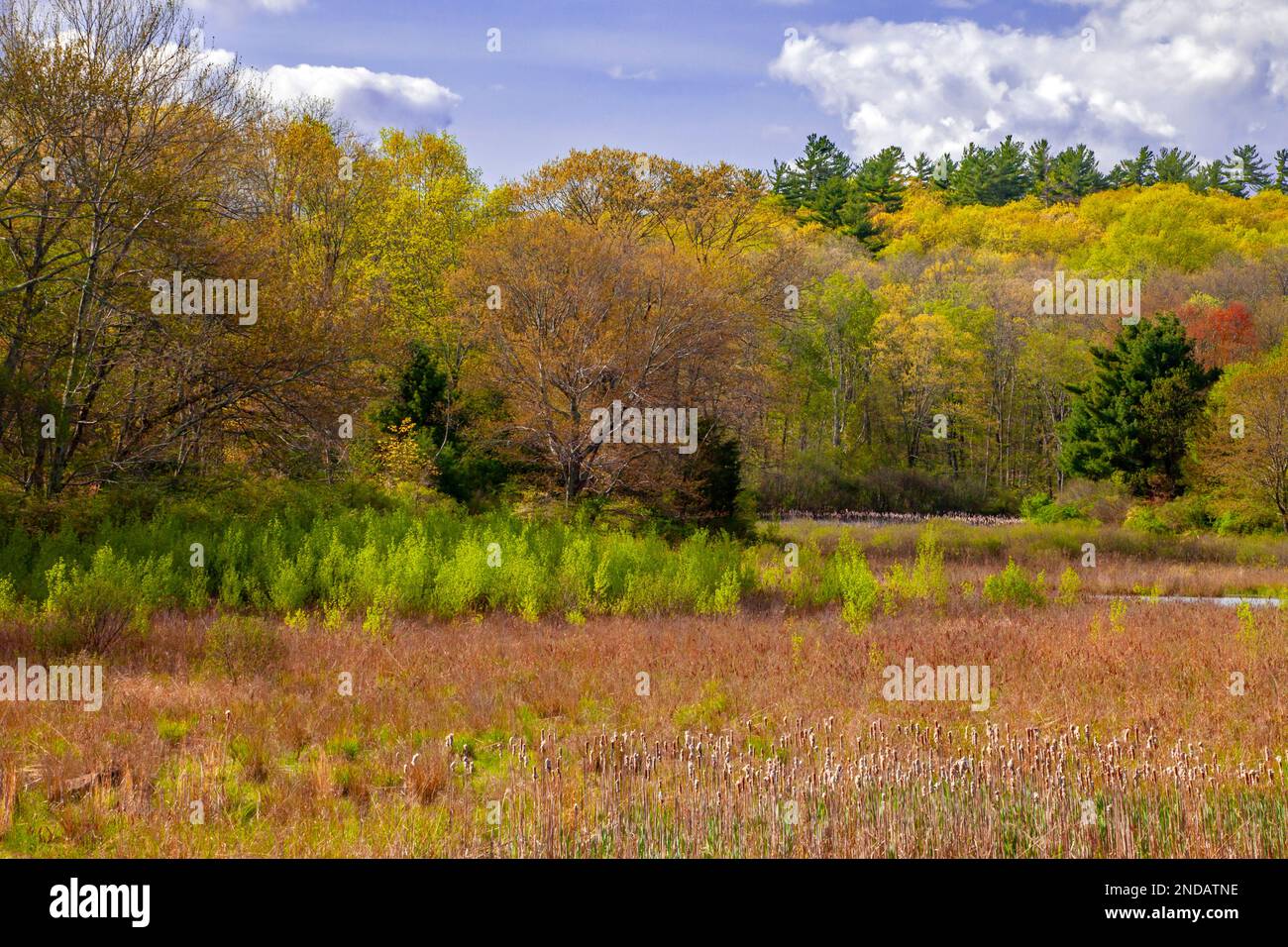 Una palude di acqua freashwater nell'ex lago di Sunset Lake lungo Mill Creek in Delaware Water Gap National TwreRecreation, Area, Pennsylvania Foto Stock