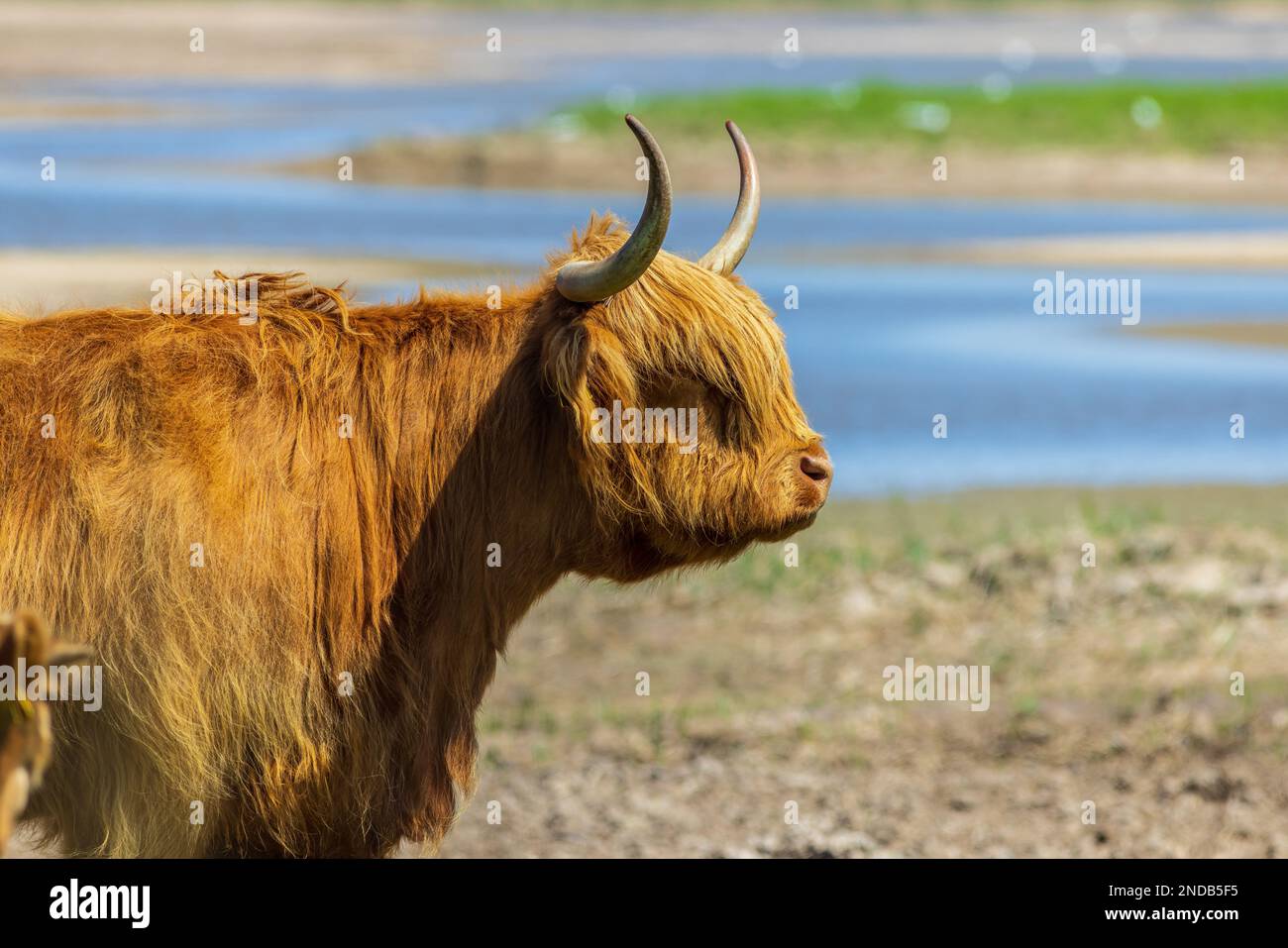 Primo piano di mucca delle Highland in un feild con acqua Foto Stock