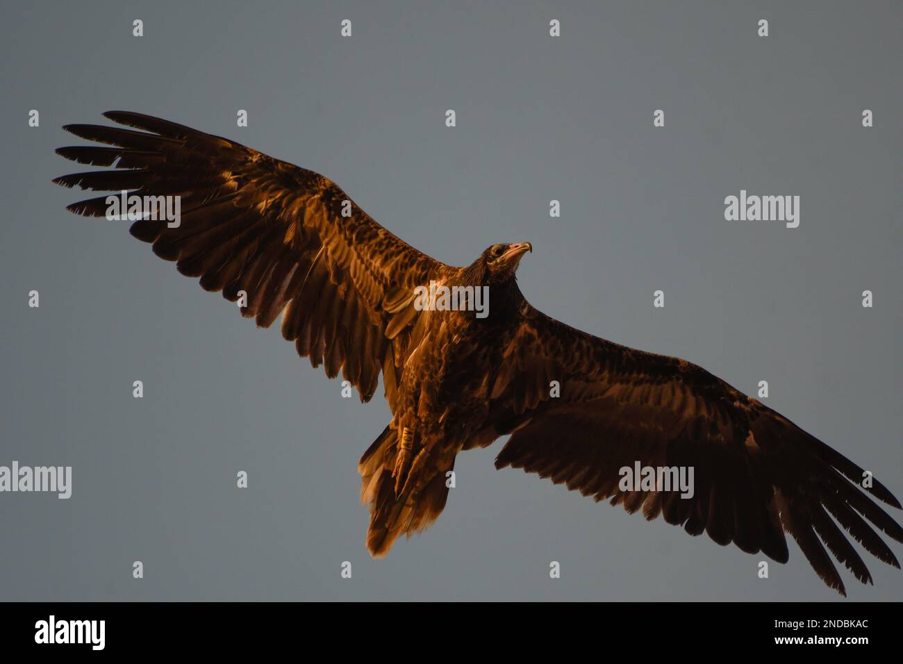Primo piano di un giovane avvoltoio egiziano in volo a Fuerteventura Foto Stock