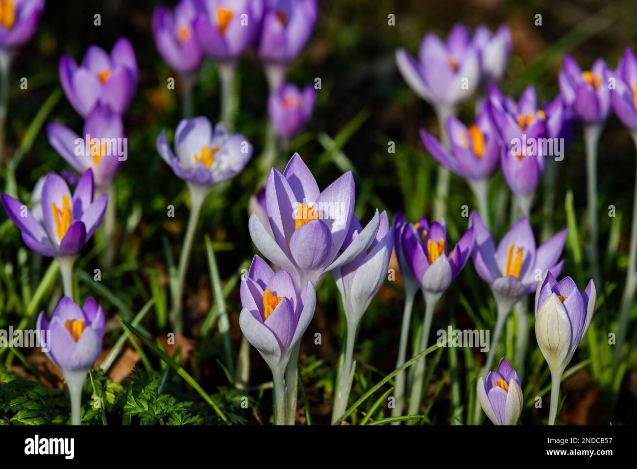 Fiori di croco viola con petali aperti. Foto Stock