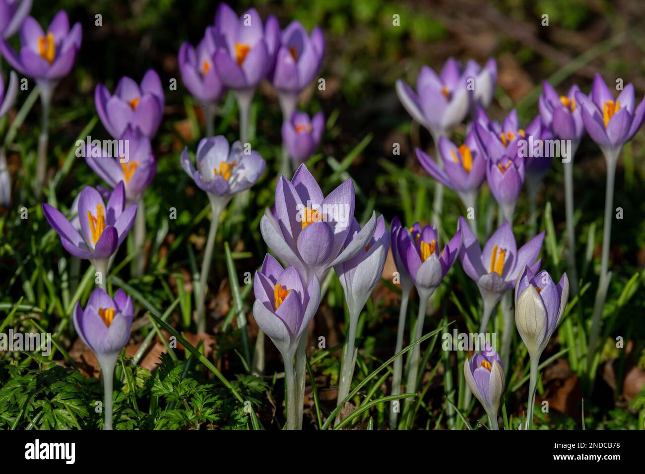 Fiori di croco viola con petali aperti. Foto Stock
