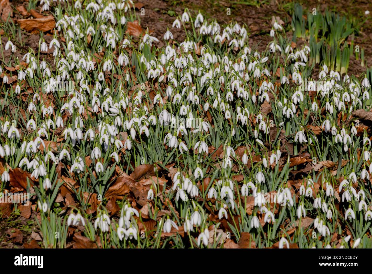 Nevicate (galanthus) che coprono il terreno in inverno. Foto Stock