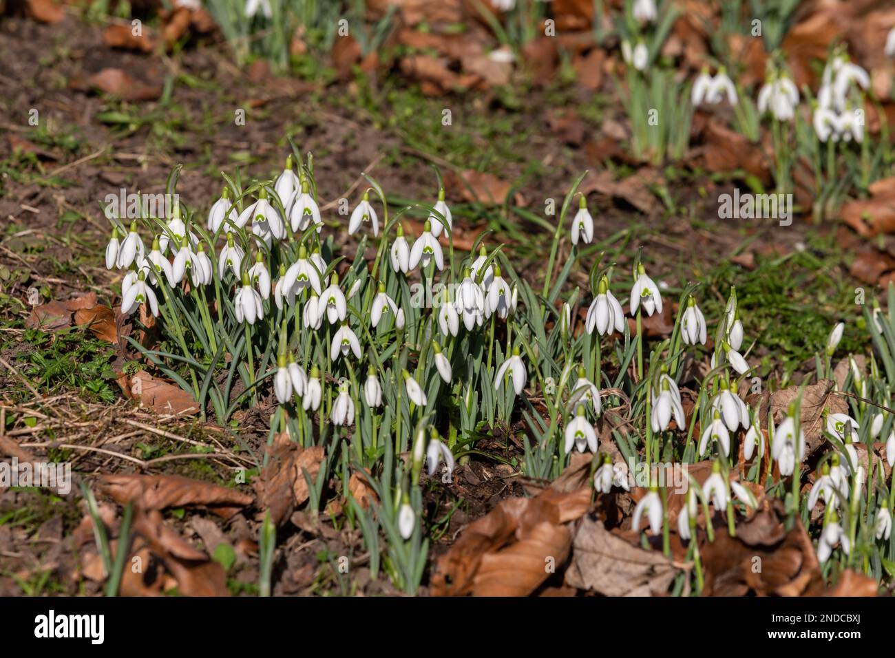 Nevicate (galanthus) che coprono il terreno in inverno. Foto Stock