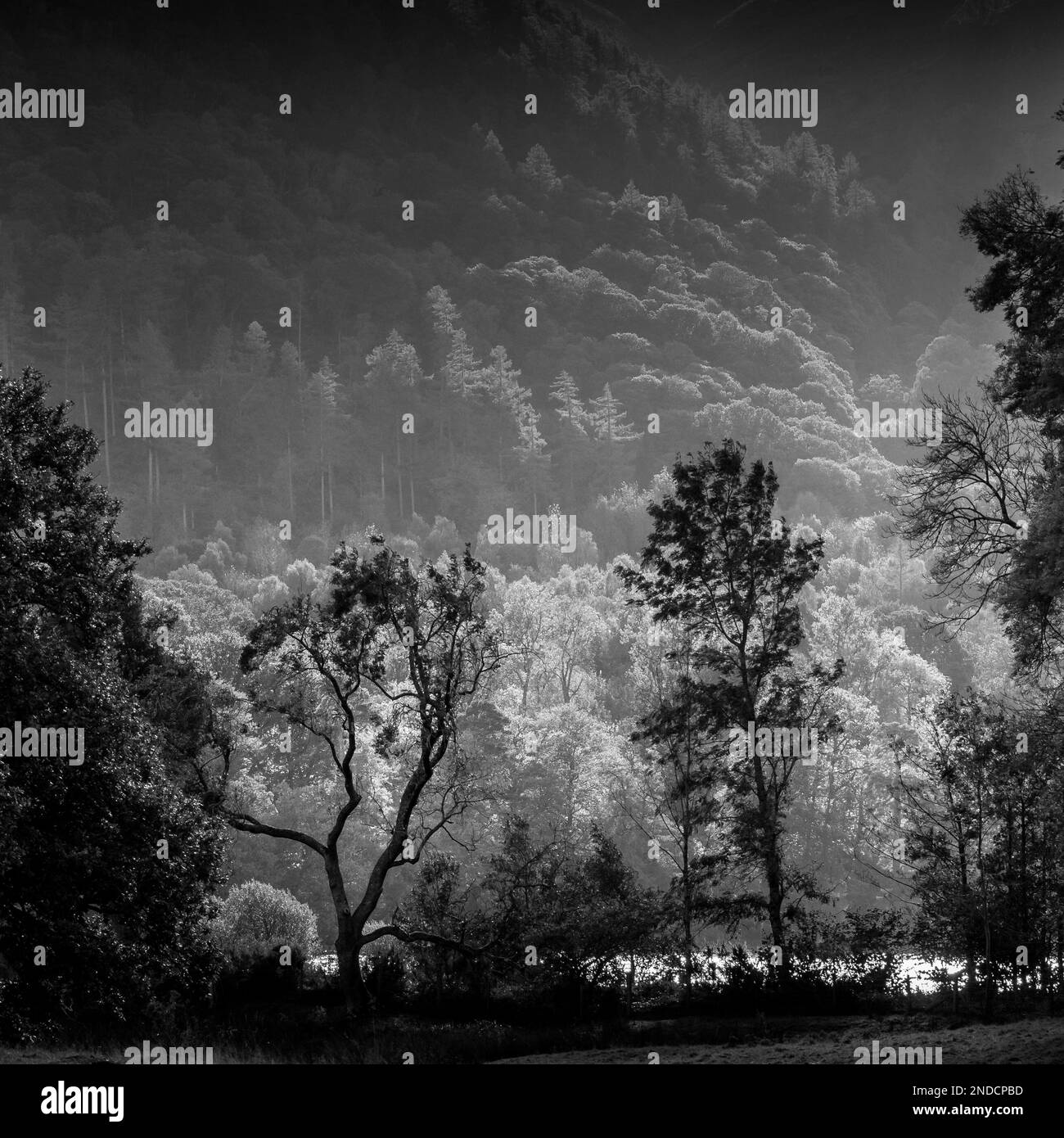 Lake District presto mattina con la prima luce che colpisce gli alberi Foto Stock