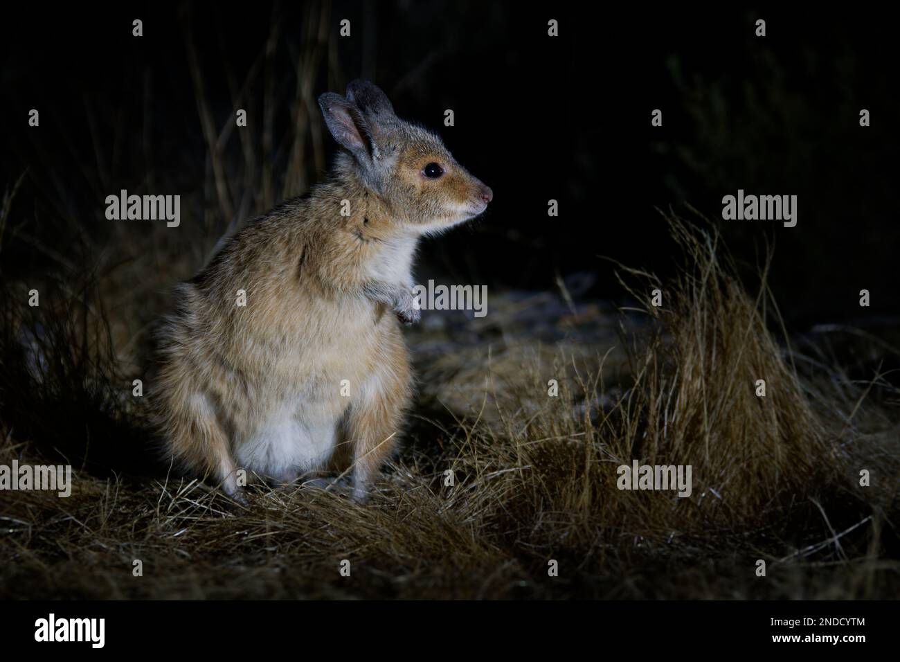 Marrone o Rufous Hare-wallaby - Lagorchestes hirsutus anche chiamato mala, piccolo macropod marsupiale in Australia su Bernier e Dorre Island e Dryandra Foto Stock