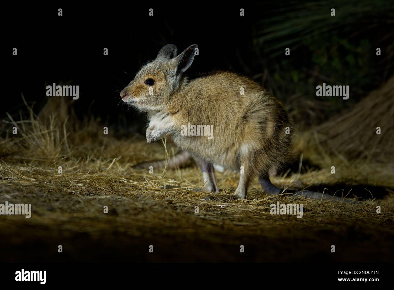 Marrone o Rufous Hare-wallaby - Lagorchestes hirsutus anche chiamato mala, piccolo macropod marsupiale in Australia su Bernier e Dorre Island e Dryandra Foto Stock