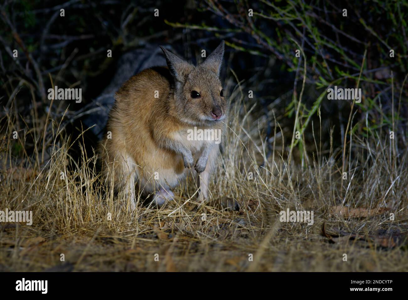 Marrone o Rufous Hare-wallaby - Lagorchestes hirsutus anche chiamato mala, piccolo macropod marsupiale in Australia su Bernier e Dorre Island e Dryandra Foto Stock