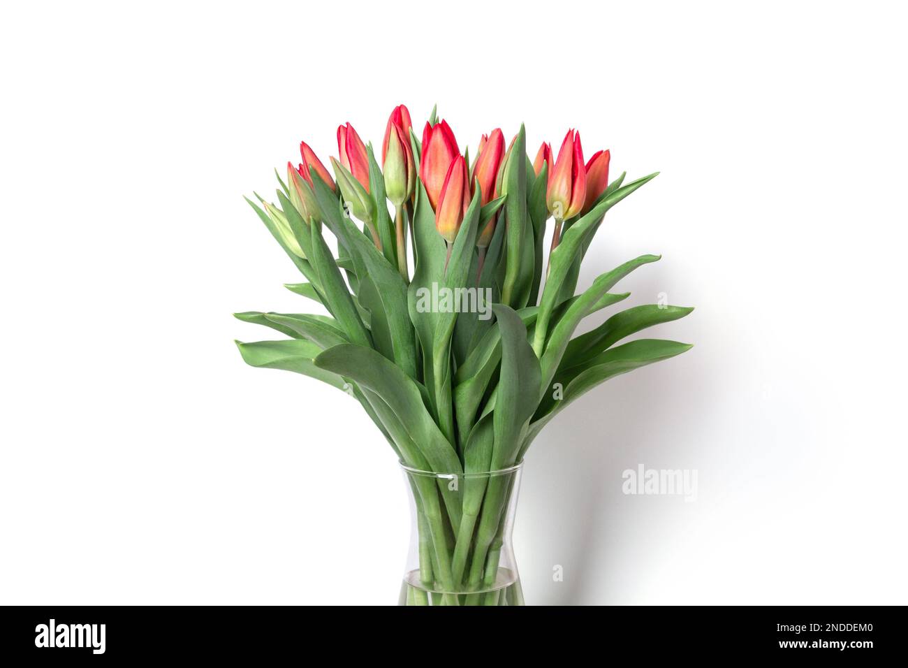 Bouquet di tulipani su fondo bianco. Foto Stock