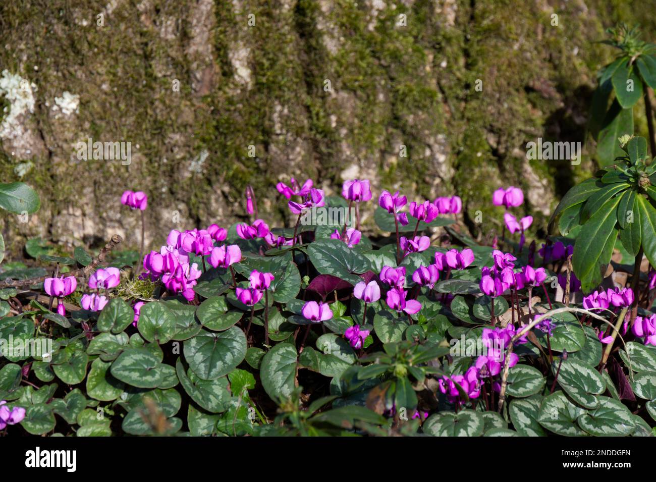 Fiori rosa vibranti di ciclamino invernale duro coum crescere contro un tronco di albero mossy in un giardino boschivo del Regno Unito febbraio Foto Stock