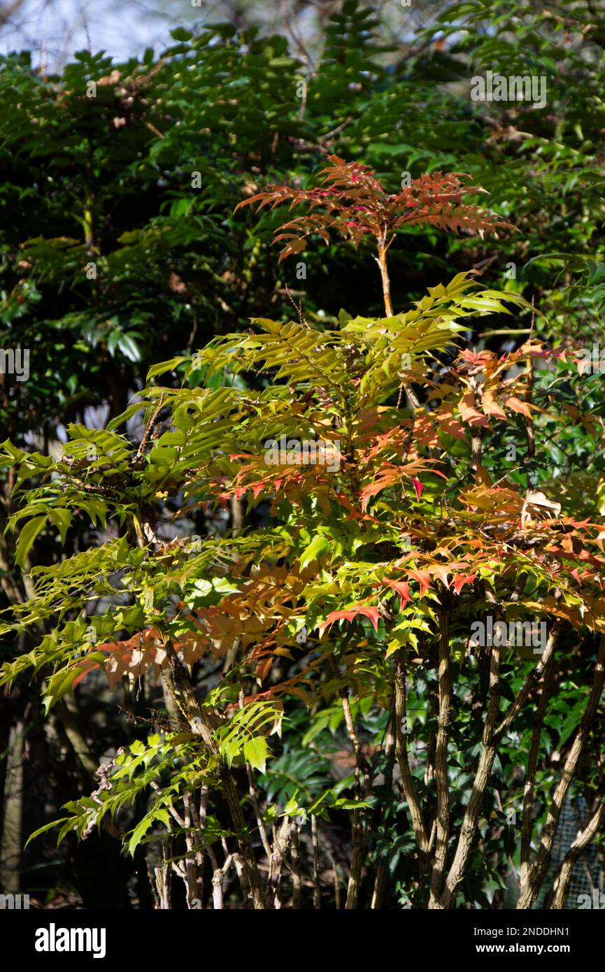Colorful fogliame invernale di Mahonia in un giardino invernale inglese febbraio Foto Stock