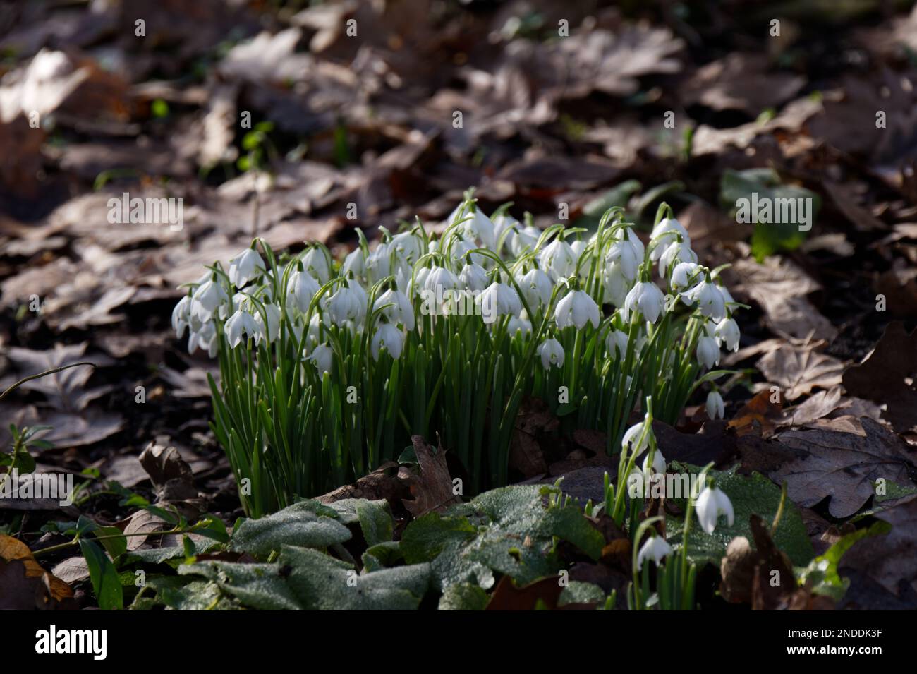Fiori bianchi invernali di doppio nevralghe, Galanthus nivalis F. pleniflorus 'Flore Pleno' che cresce attraverso foglie cadute nel bosco UK febbraio Foto Stock