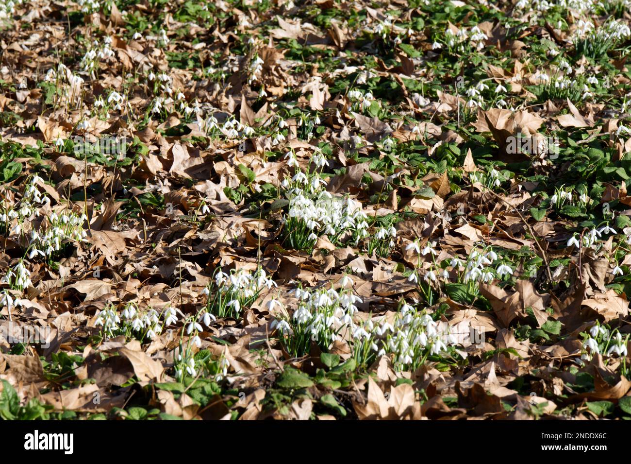 Nowdrops invernale naturalizzato fioritura, galanthus nivalis cresce nel Regno Unito bosco febbraio Foto Stock