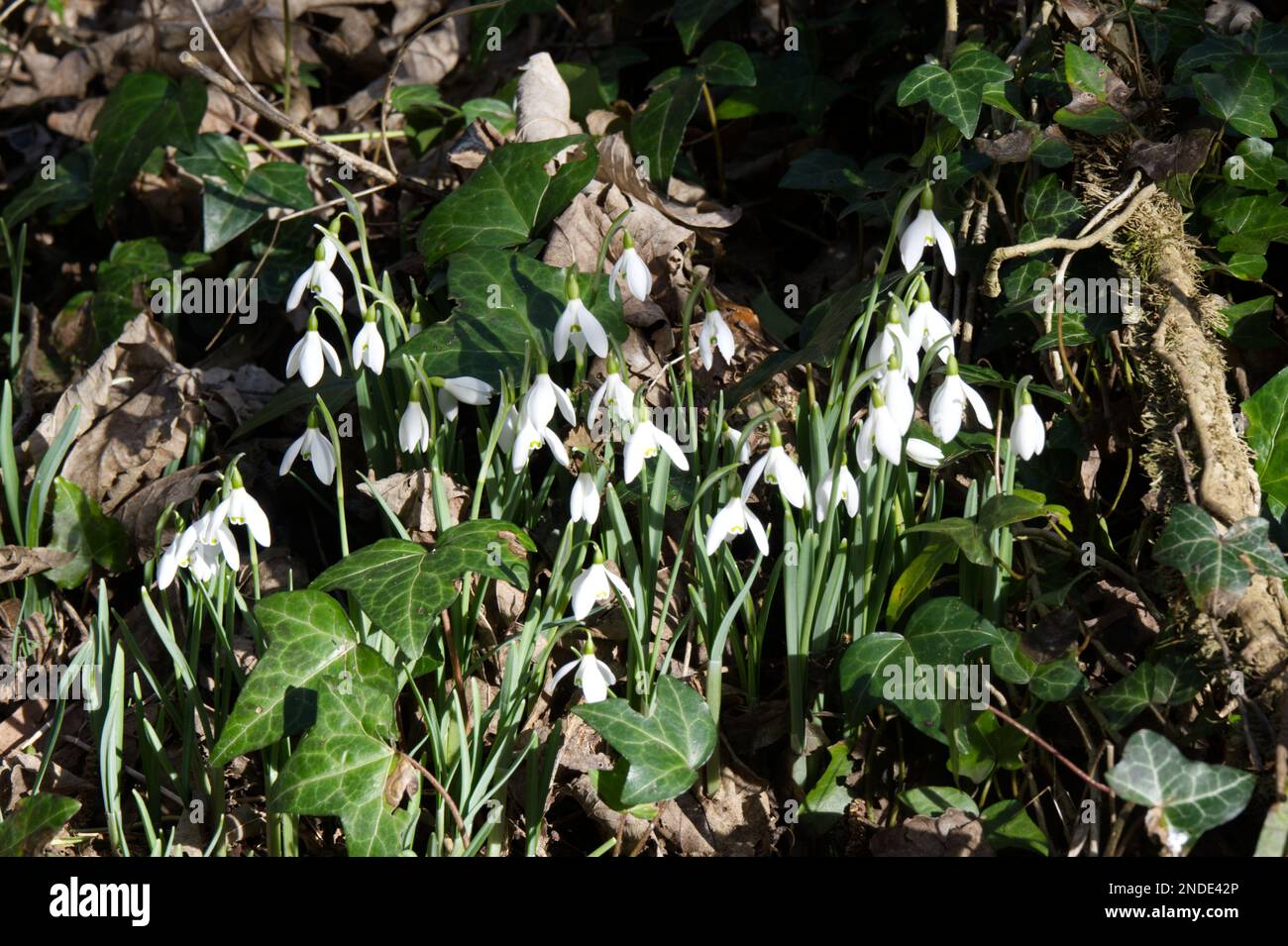 Inverno fioriture nevicate, galanthus nivalis, crescendo tra edera comune, erera elica nel bosco inglese febbraio Foto Stock
