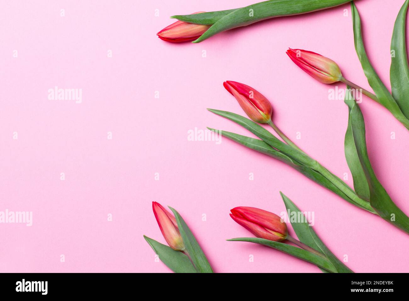 Tulipani su sfondo rosa. Vista dall'alto Foto Stock