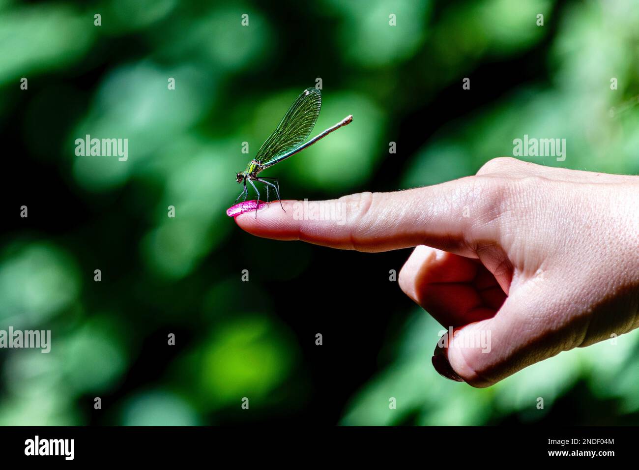 Cattura di una libellula che atterra sul dito di una ragazza. Animali impavidi. Foto Stock