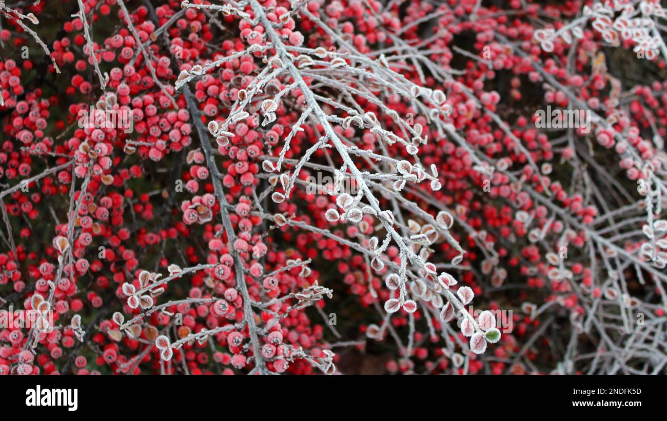 Un grande cespuglio di bacche rosse è coperto di gelo. La mattina gelata in autunno. Sfondo luminoso. Cottage giardini Foto Stock