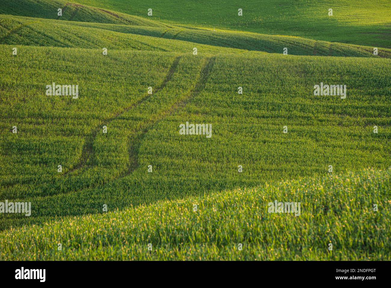Colline ondulate di campi di grano con consistenza Foto Stock