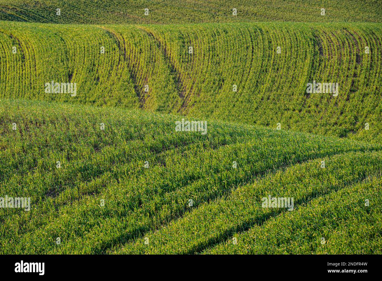 Colline ondulate di campi di grano con consistenza Foto Stock