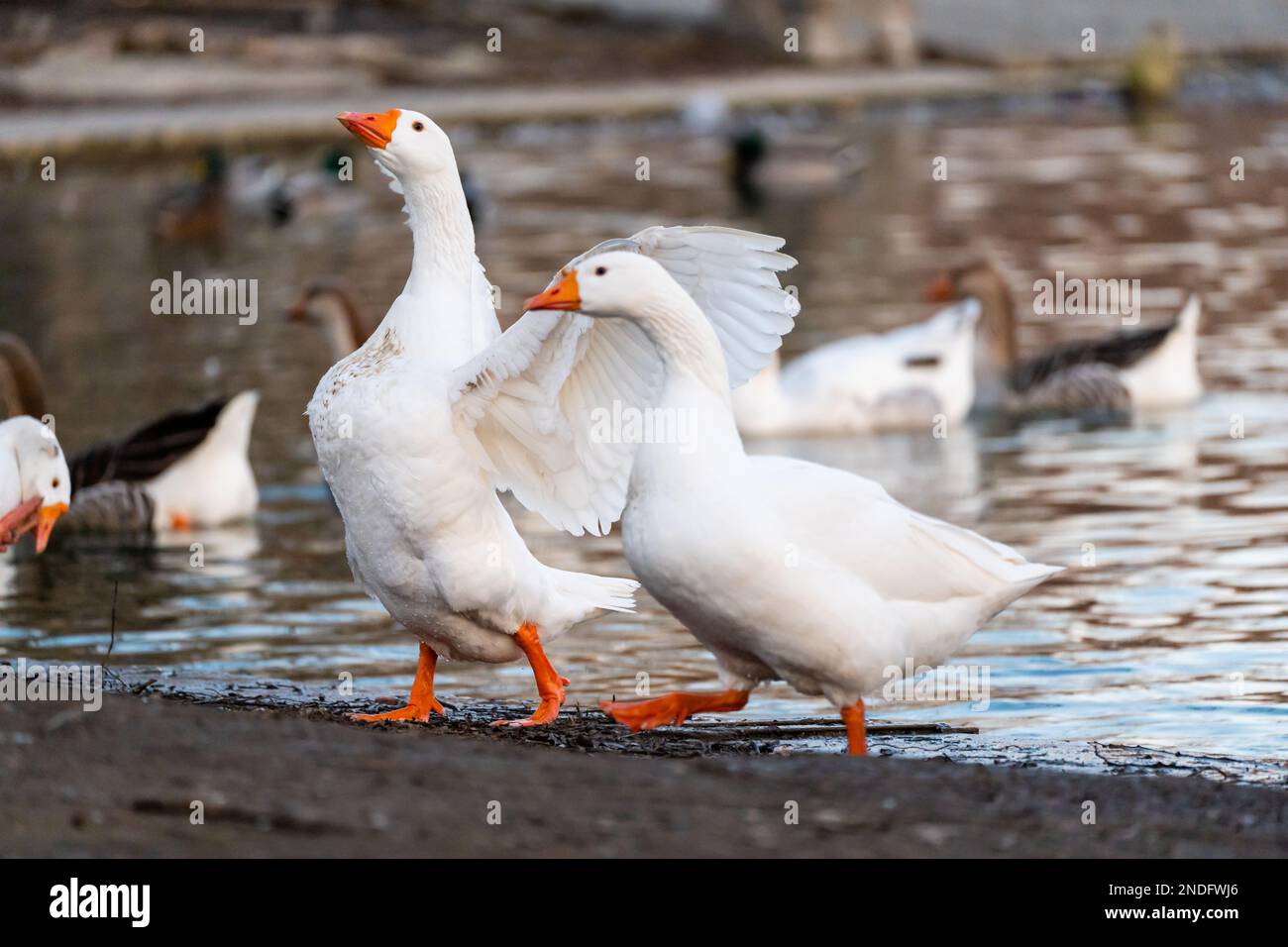Oche di Whild che escono dall'acqua fredda del lago parzialmente ghiacciato nel Parco dei giovani di Bucarest, Romania. Foto Stock
