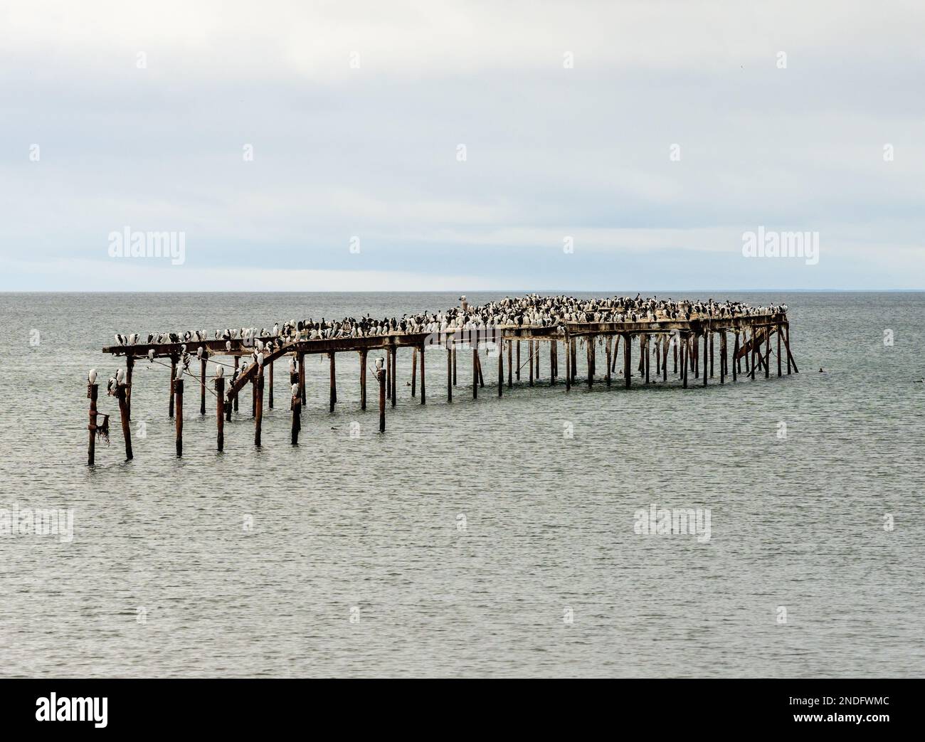 Molti uccelli marini cormorani imperiali sul molo abbandonato a Punta Arenas in Cile Foto Stock