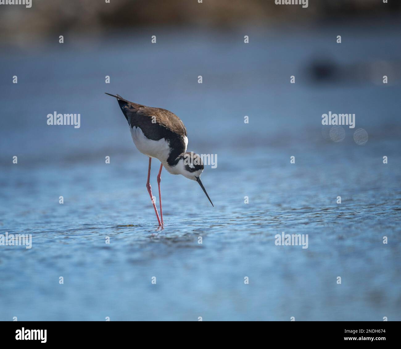 Le palafitte a collo nero (Himantopus mexicanus) svanono lungo la parte Glendale Narrows del fiume Los Angeles. Foto Stock