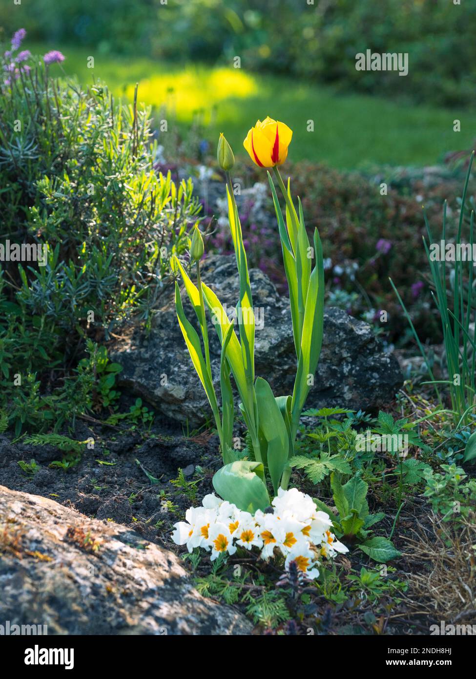Tulipano giallo (tulipa) con striscia rossa sui petali in un giardino roccioso Foto Stock