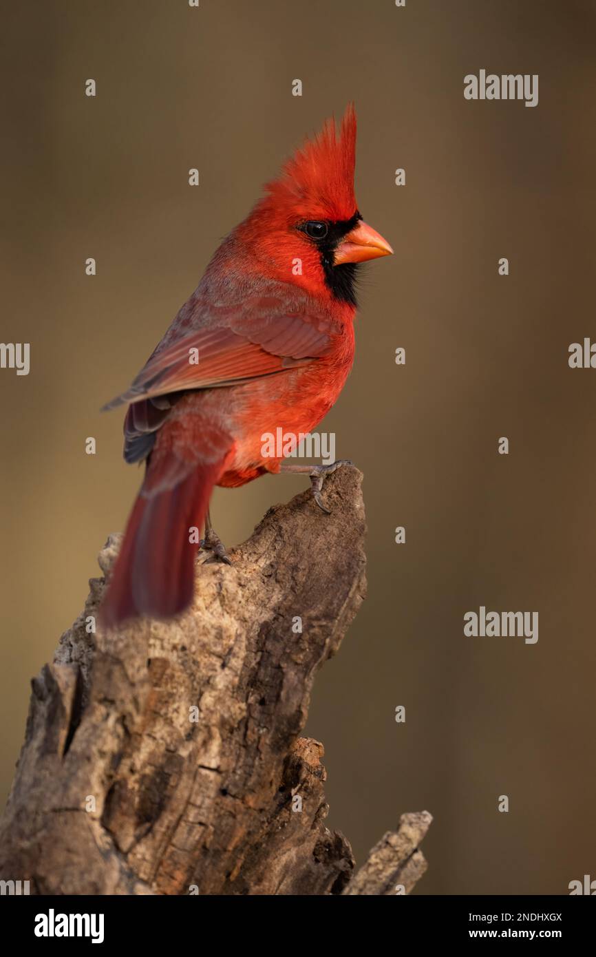 Un cardinale settentrionale arroccato su alog. Foto Stock