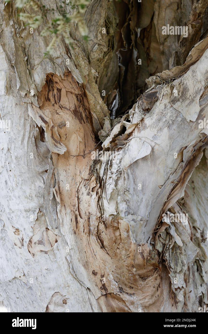 Primo piano di un tronco di corteccia di carta a Paynesville, Victoria, Australia. Foto Stock