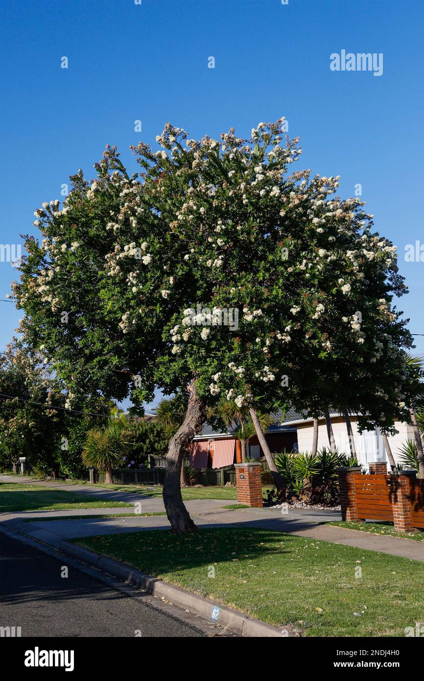 Albero di Melaleuca fiorito a Paynesville, Victoria, Australia. Foto Stock