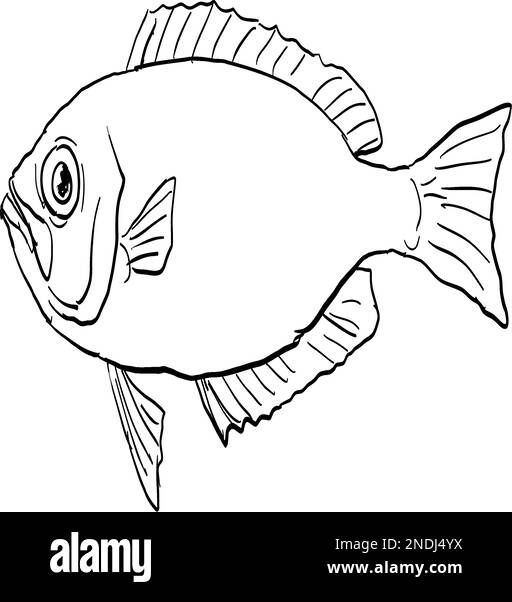 Disegno a linee in stile cartoon di un bigeye hawaiano Priacanthus meeki o ula lau au un pesce endemico delle Hawaii e dell'arcipelago hawaiano sul backgro isolato Illustrazione Vettoriale