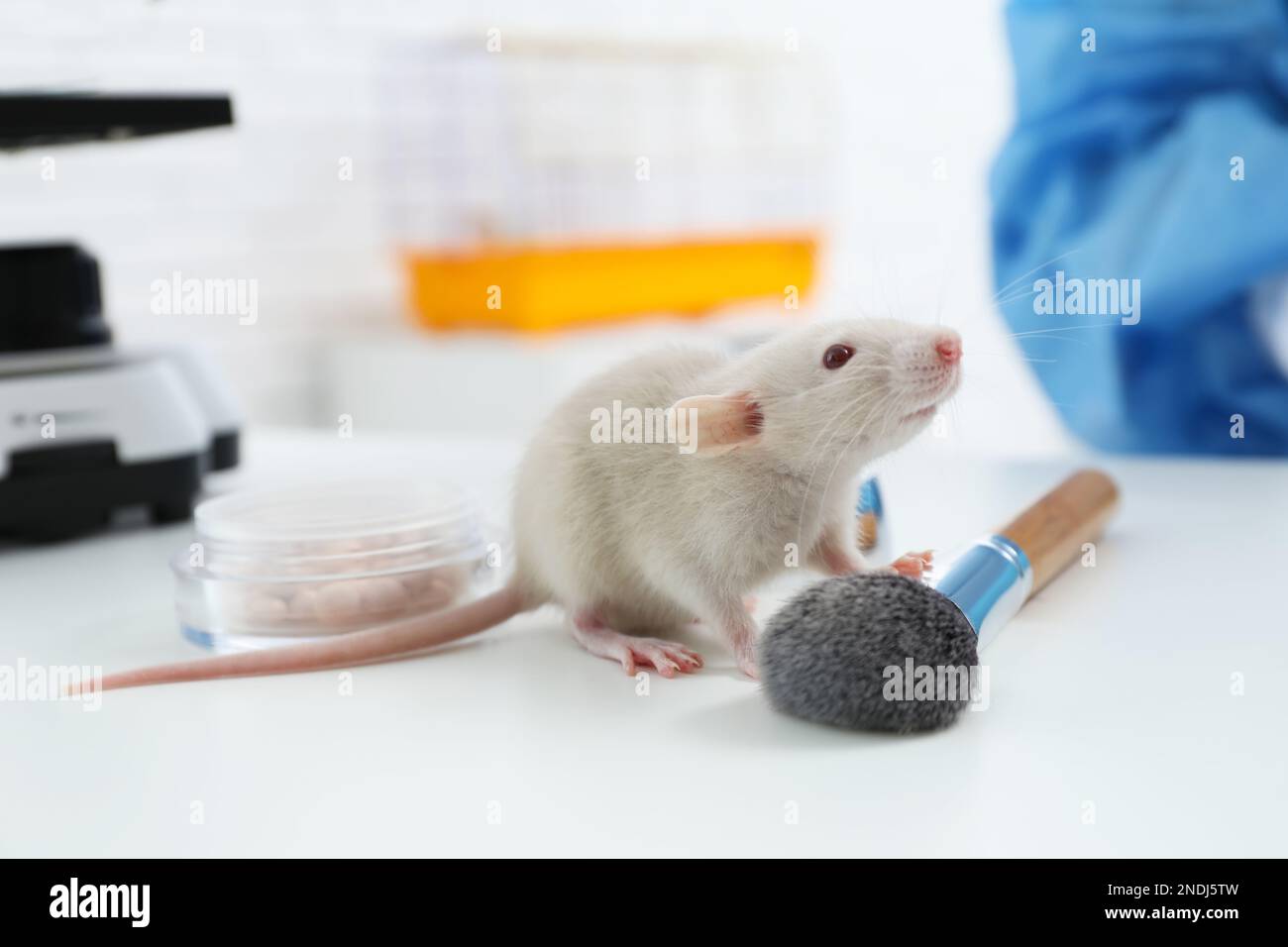 Prodotti per il ratto e il trucco su tavola in laboratorio chimico. Sperimentazione animale Foto Stock