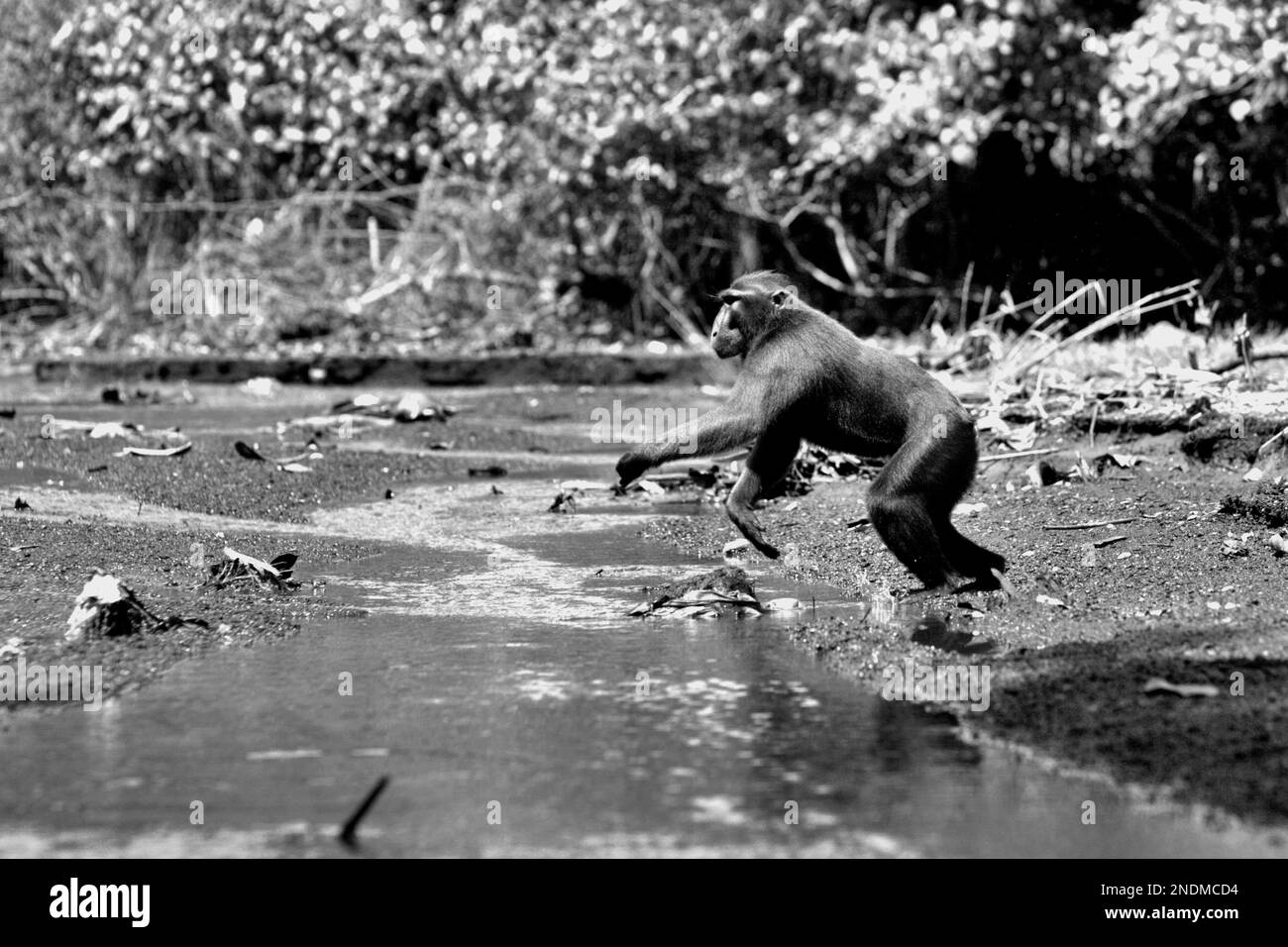 Un macaco soldato (Macaca nigra) viene fotografato mentre sta per attraversare un ruscello vicino a una spiaggia nella Riserva Naturale di Tangkoko, Nord Sulawesi, Indonesia. Fino al 93% dei primati a livello mondiale hanno una popolazione in calo, con circa il 68% che sta correndo il rischio di estinzione. Foto Stock