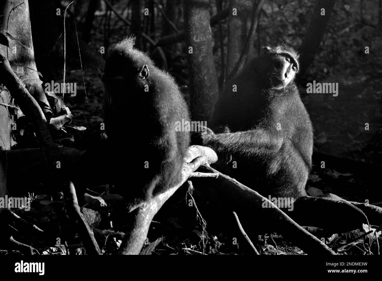 I macachi neri di Sulawesi (Macaca nigra) sono fotografati mentre riposano sulle radici degli alberi nella Riserva Naturale di Tangkoko, Sulawesi settentrionale, Indonesia. Foto Stock