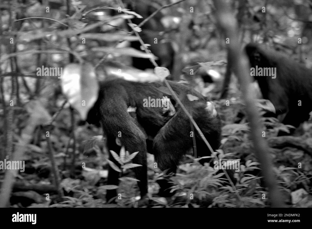 I macachi neri di Sulawesi (Macaca nigra) si muovono su terreni boschivi durante l'attività di foraggio nella Riserva Naturale di Tangkoko, Sulawesi settentrionale, Indonesia. Foto Stock