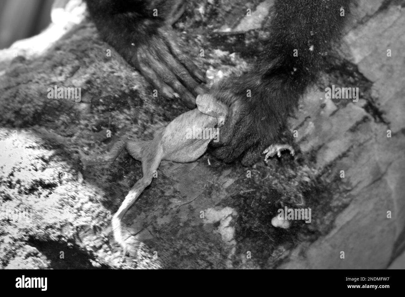 Un giovane individuo di macaco soldato nero (Macaca nigra) è in possesso di una rana che ha catturato nella Riserva Naturale di Tangkoko, Nord Sulawesi, Indonesia. Timothy o'Brien e Margaret Kinnaird, scienziati primati, hanno osservato e riferito che si verifica una predazione sulla rana, così come sul pipistrello della frutta, sull'uccello flycatcher, sul geco della foresta e sulle uova di gunglefowl rosso. Foto Stock