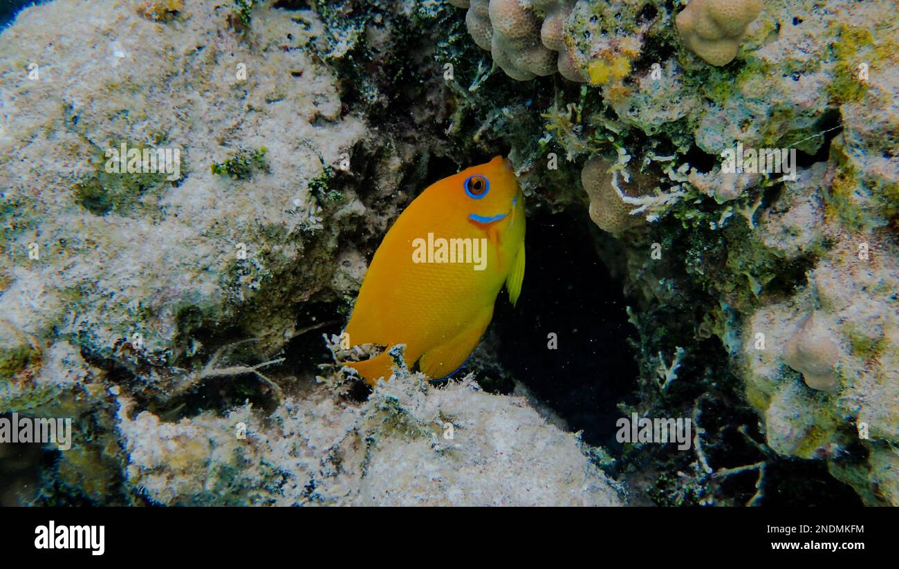 scorza di limone i pesci angelo mentre fai snorkeling in haa'a, polinesia francese Foto Stock