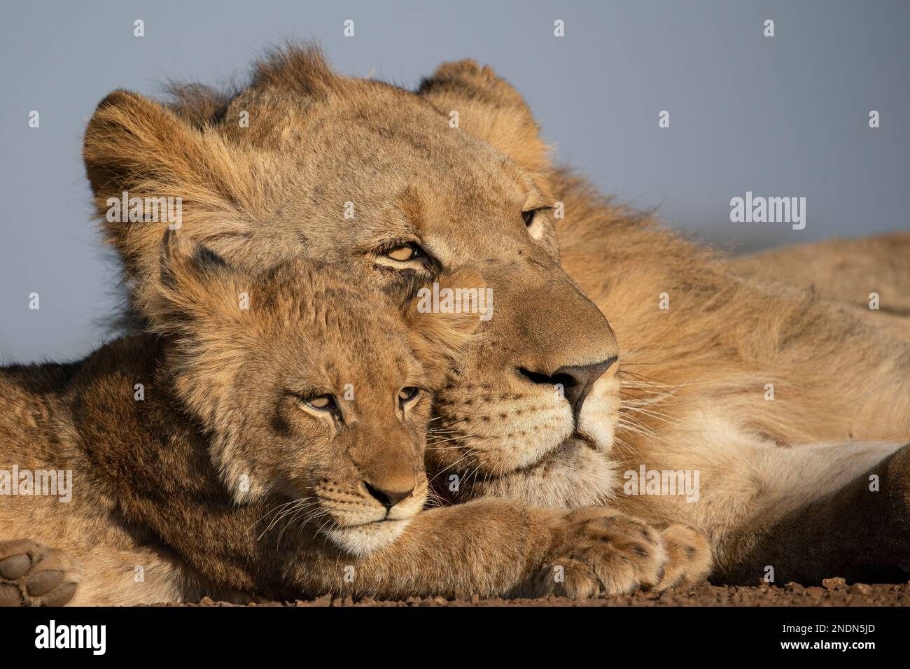 Un primo piano di due leoni fratelli che giacciono insieme Foto Stock