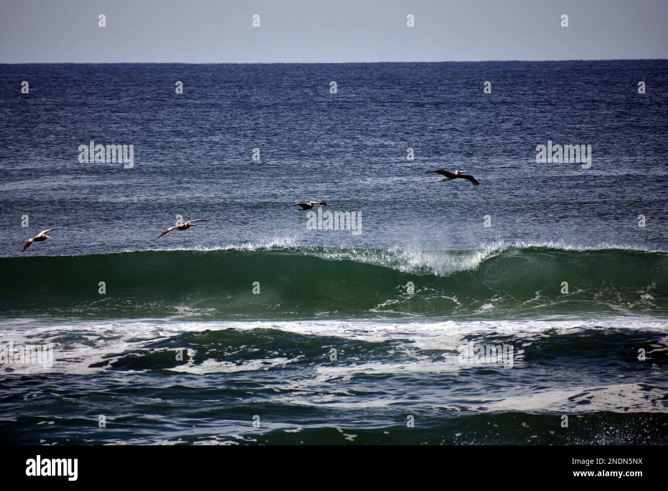 Quattro pellicani che volano su un'onda che si infrange nell'oceano Foto Stock